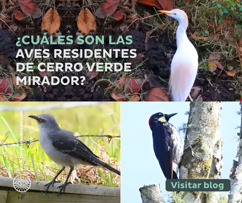 Aves residentes Mirador Cerro Verde