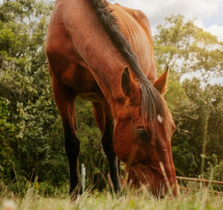 fotos web cerro verde_CABALGATA 40_3_11zon