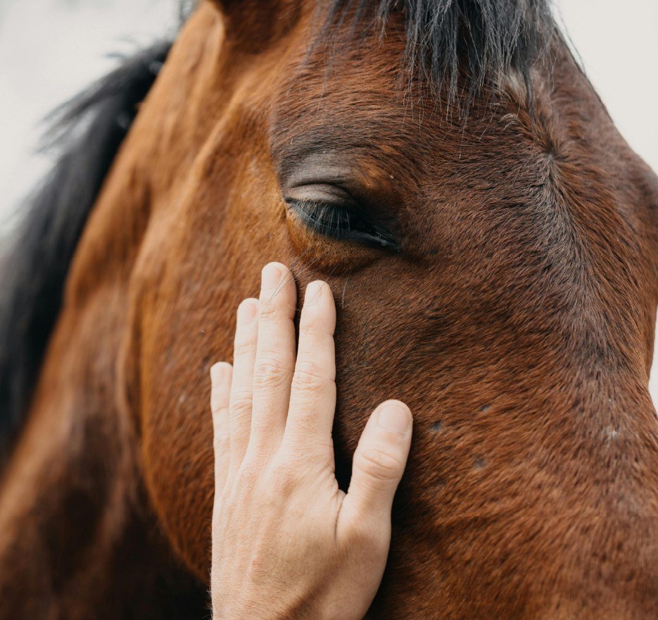 fotos web cerro verde_CABALGATA 41_4_11zon