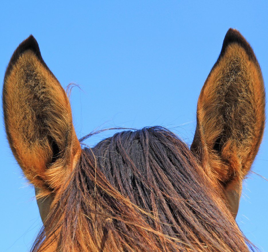 fotos web cerro verde_CABALGATA 44_2_11zon